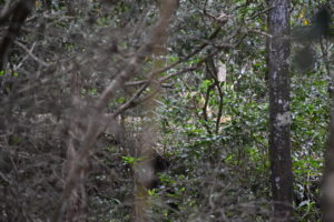 Leopard. Ja, da, hinter dem grünen Zeug. War ein bisschen scheu, der Kleine. Ganz nervös mich zu sehen. Wahrscheinlich. 