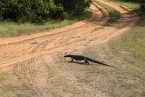 Waran. Musste es googlen. Dachte zuerst, sei ein zu klein geratener Dinosaurier, den sie irgendwie vergessen haben bei der Aussterb-Aktion. 
