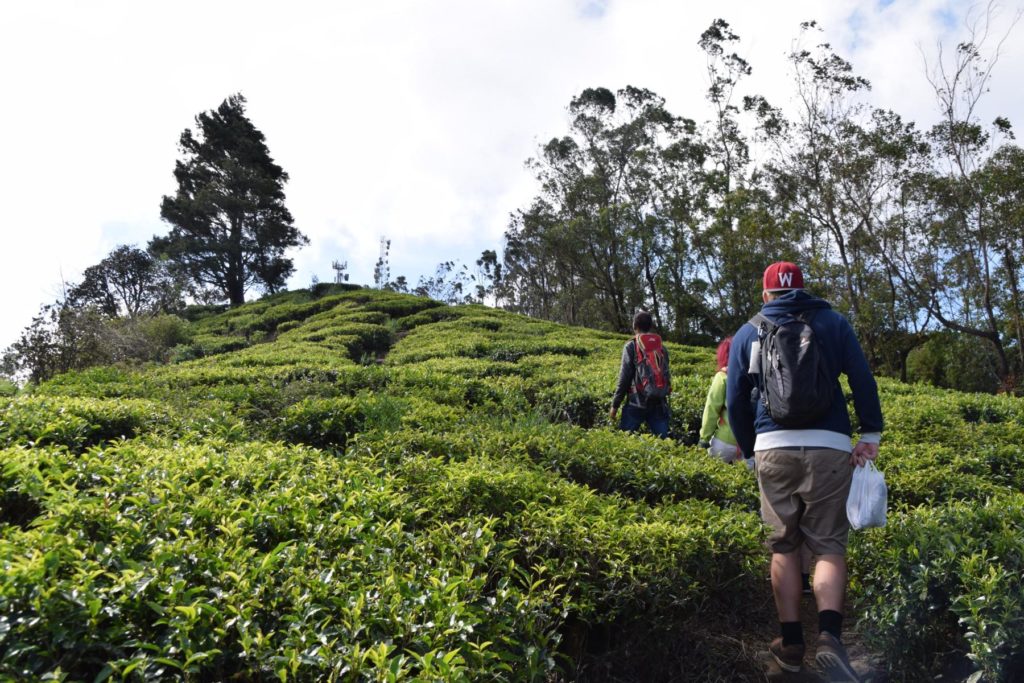 Im Frühtau zu Berge, wir zieh'n fallera... Teeplantagen in Nuwara Eliya.